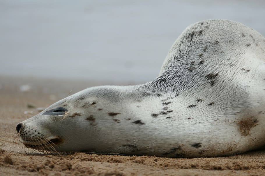 harbor seal, common seal, white, black spotted, grey, harbour seal
