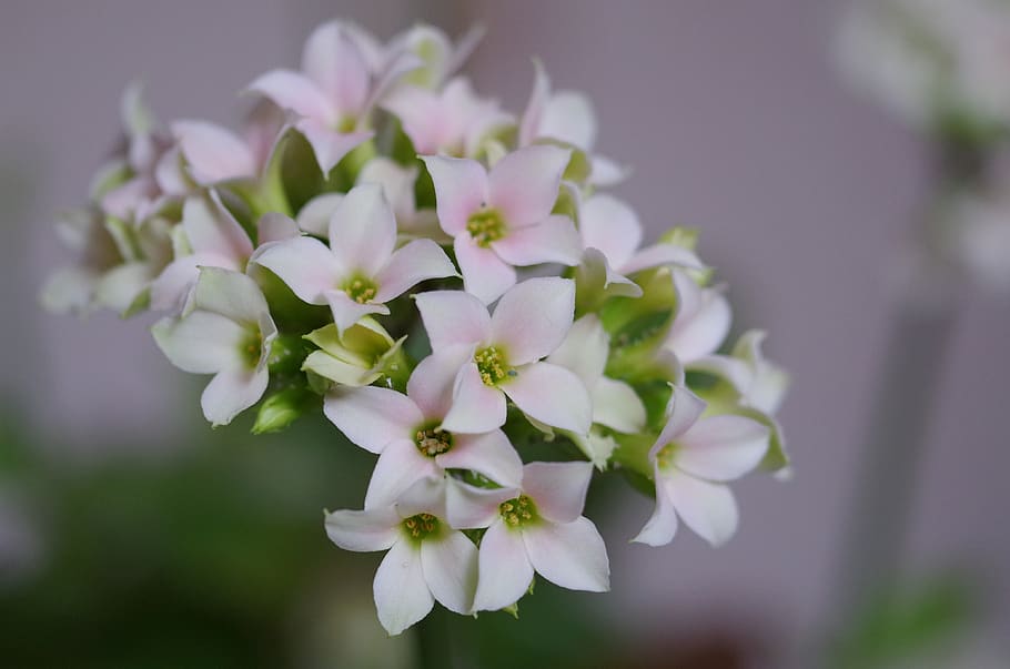 white flowers, flowering plant, fragility, freshness, vulnerability HD wallpaper