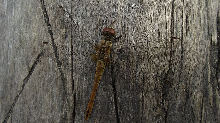 Dragonfly, Bugs, Nature, ważka, summer, fragile, beauty, tree, HD wallpaper