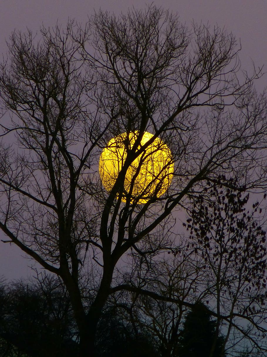 silhouette of withered tree during nighttime, moon, full moon, HD wallpaper