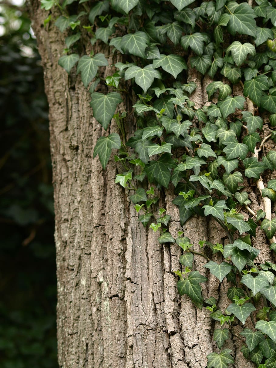ivy, tree, ranke, green, climber, trunk, plant, tree trunk HD wallpaper