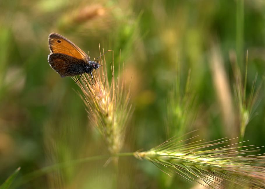 butterfly, spike, red, insecta, wings, nature, butterfly - Insect HD wallpaper