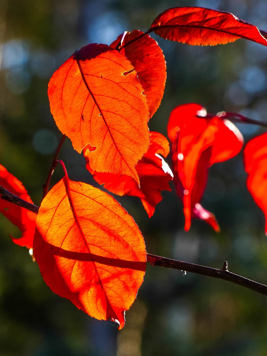 autumn, fall, red, leaves, tree, forest, foliage, nature, season HD wallpaper