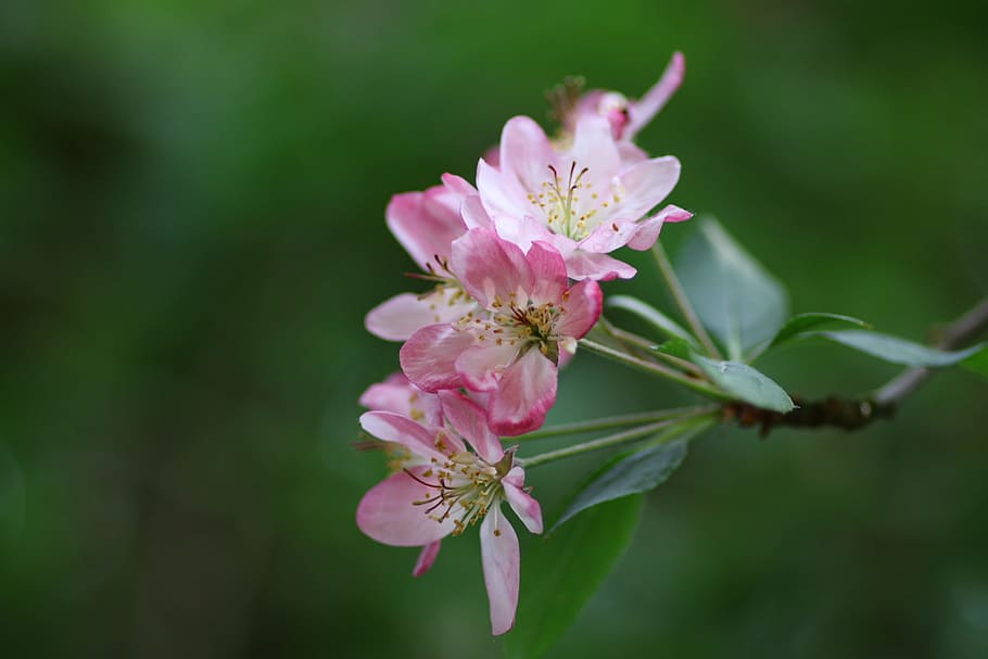 Flower, Apple, Malus, Garden, Nature, pink, apple japan, pink color HD wallpaper