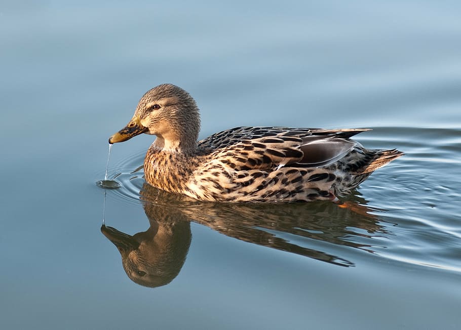 duck, water, reflection, mallard, bird, nature, mallard Duck HD wallpaper