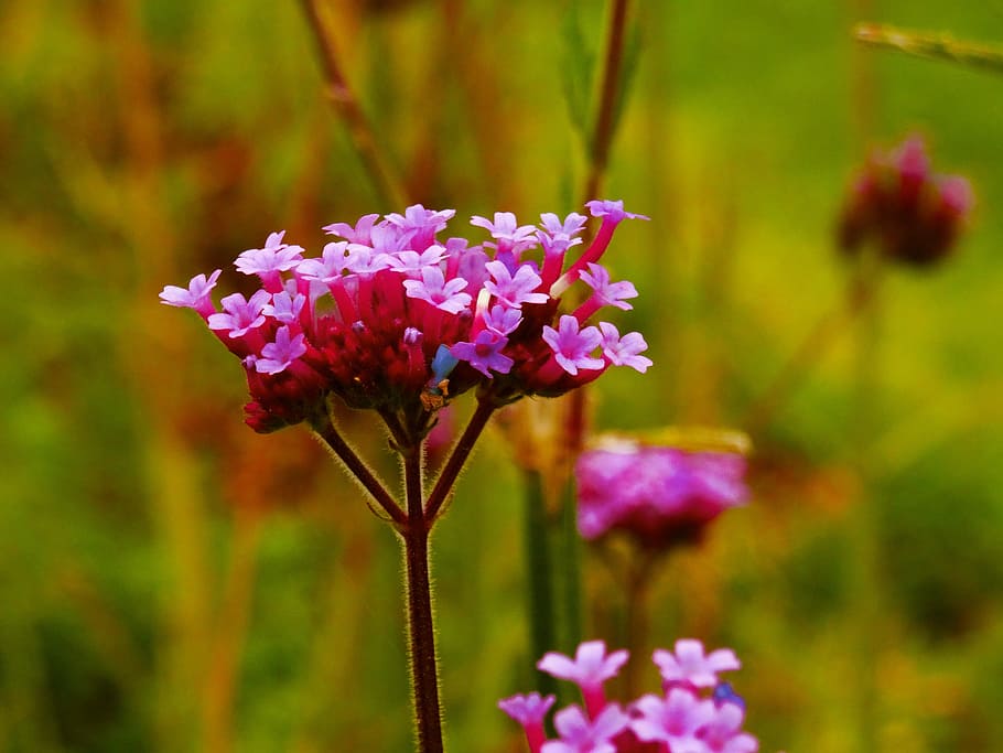 flower, purple, small, background, nature, purple flowers, floral HD wallpaper
