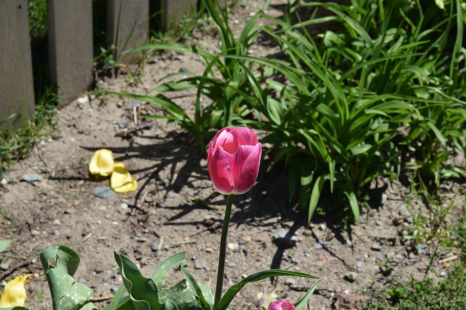 tulip, flower, spring, flowering plant, freshness, vulnerability HD wallpaper