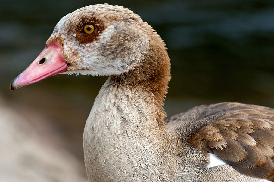 wild, nilgans, widgans, river, bird, animal themes, animal wildlife HD wallpaper