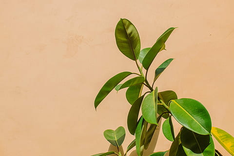 rubber fig plant, green leaves, leaf, wall, sunlight, shadow HD wallpaper