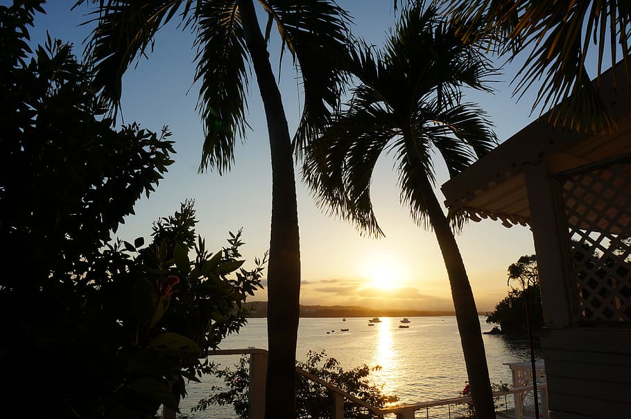 sunset, palm, sea, water, sky, palm tree, tropical climate HD wallpaper