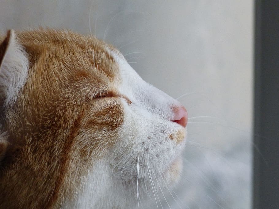 cat, zen, profile, one animal, mammal, animal themes, pets HD wallpaper