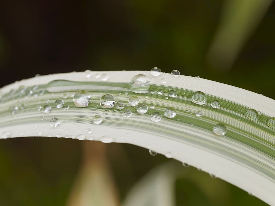 The plant wet. Утренняя роса фото. Wet Plants.