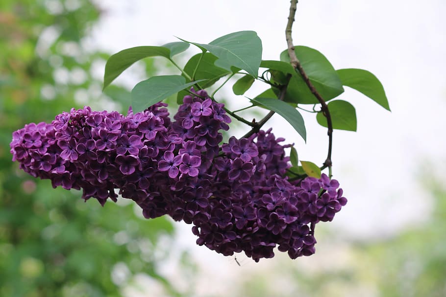 lilac, flowers, spring, shrub, nature, violet, flowering, garden HD wallpaper