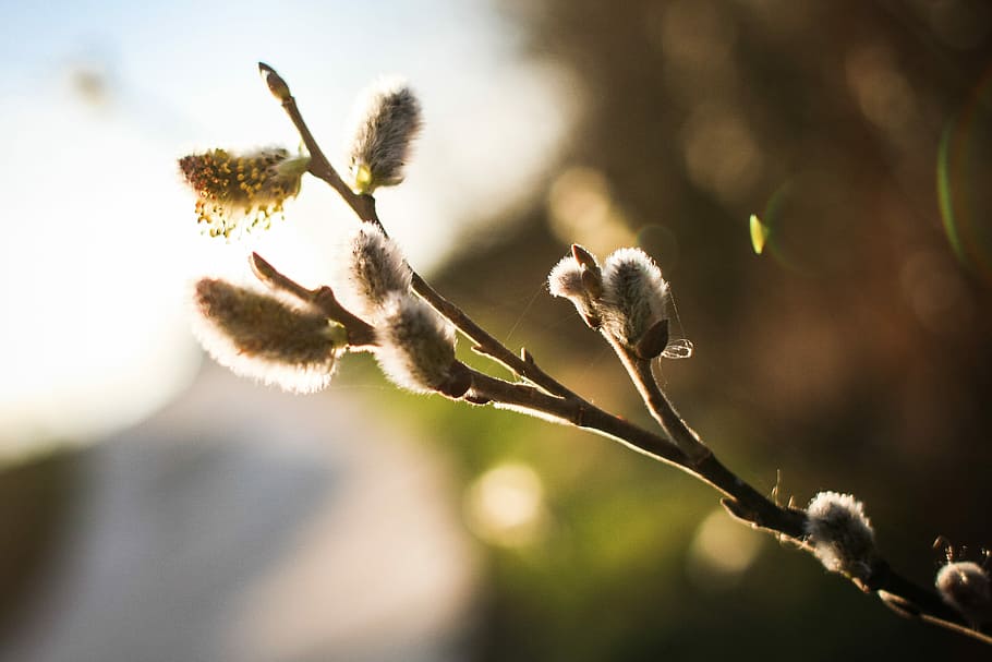 Spring is here! Salix caprea (goat willow), nature, branch, springtime, HD wallpaper