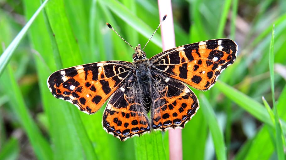butterfly, macro, nature, insect, arthropod, color, spotted HD wallpaper