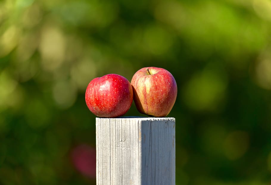 apple, outside, orchard, green, food, healthy, fruit, fresh HD wallpaper