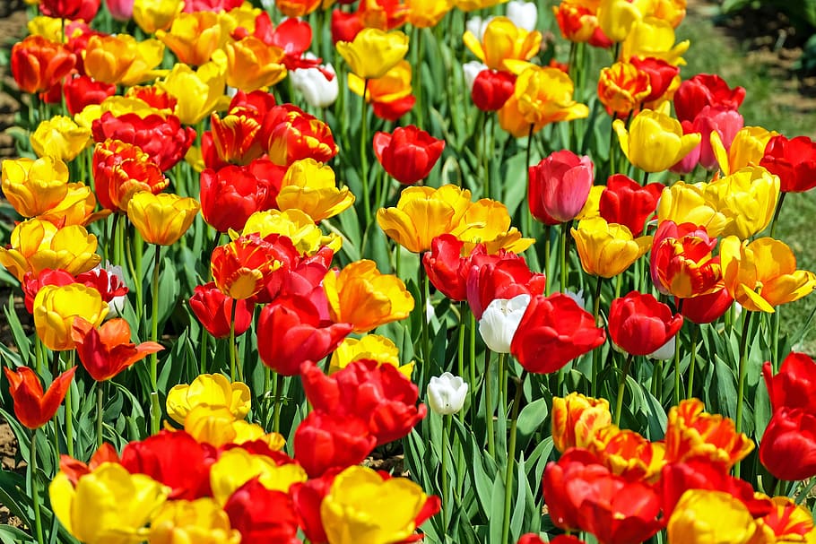 red and yellow tulip flowers, tulips, bloom, early bloomer HD wallpaper