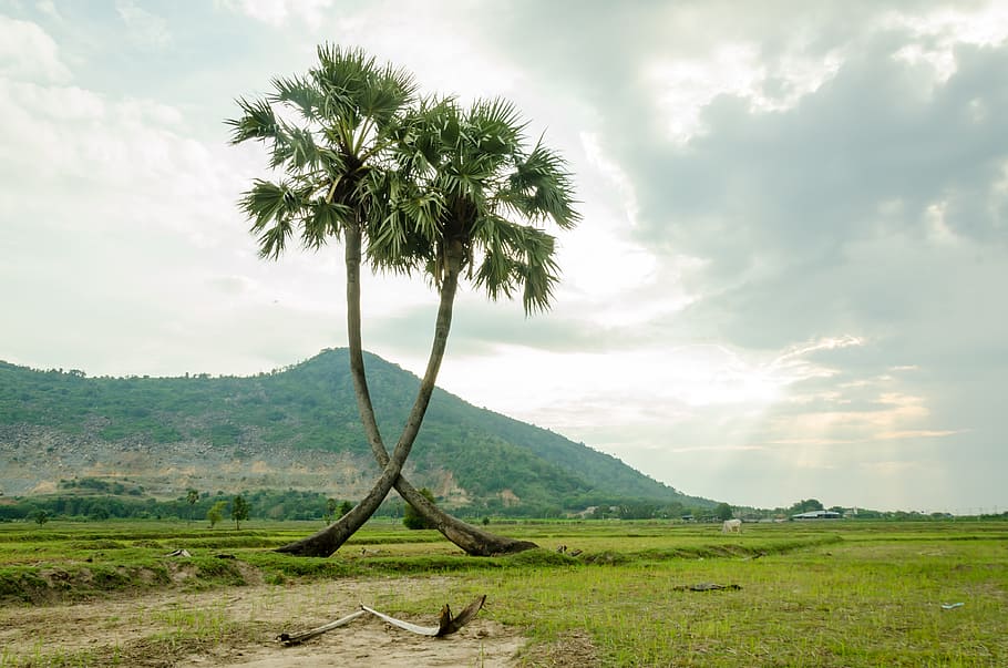 tree, palm trees, jaggery tree, plant, natural, rice fields HD wallpaper