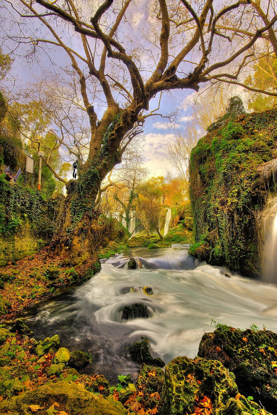 illustration of river surrounded by plants, tree, waterfall HD wallpaper