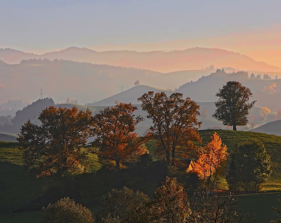 trees on top of mountain, landscape photo of brown and green trees with mountains HD wallpaper