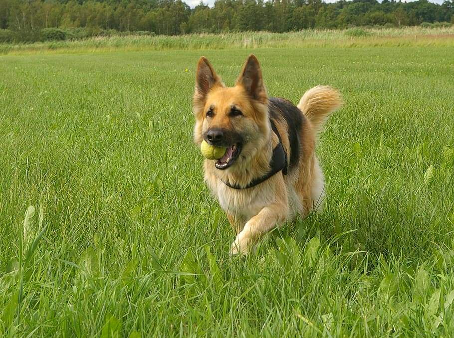 dog, german shepherd, retrieving, play, friend, happy, pets HD wallpaper
