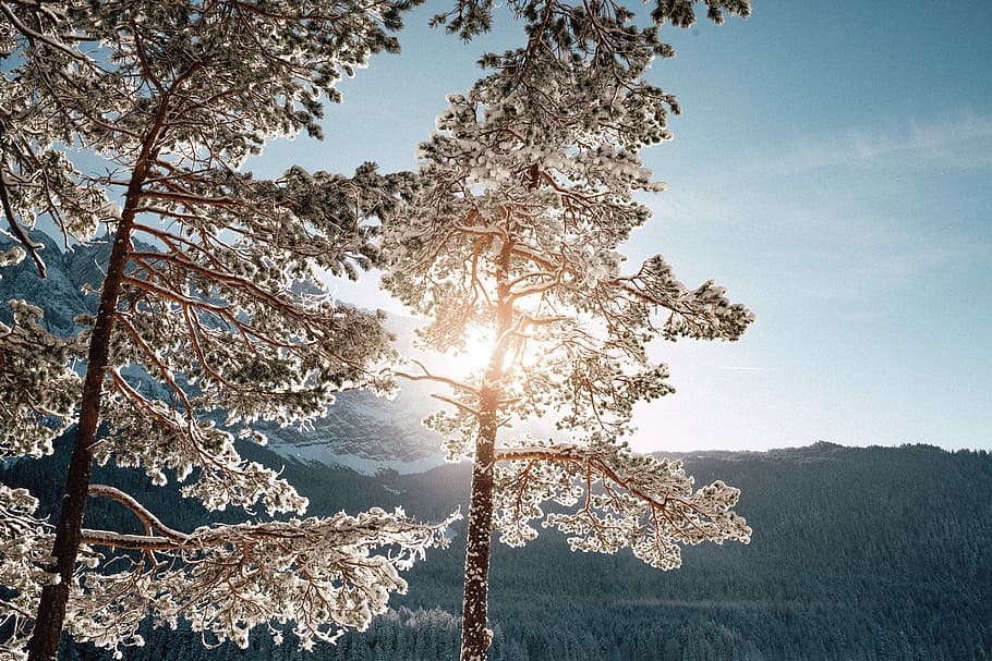 photo of white flowering tree, gray tall tree closeup photography HD wallpaper