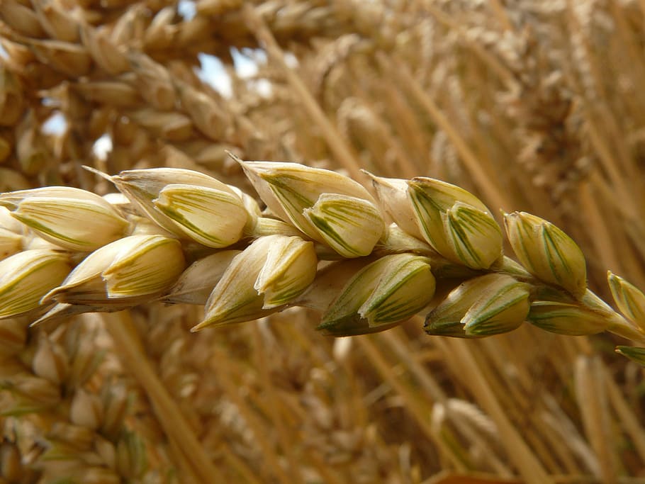 closeup photography of wheat grains, spike, cereals, field HD wallpaper