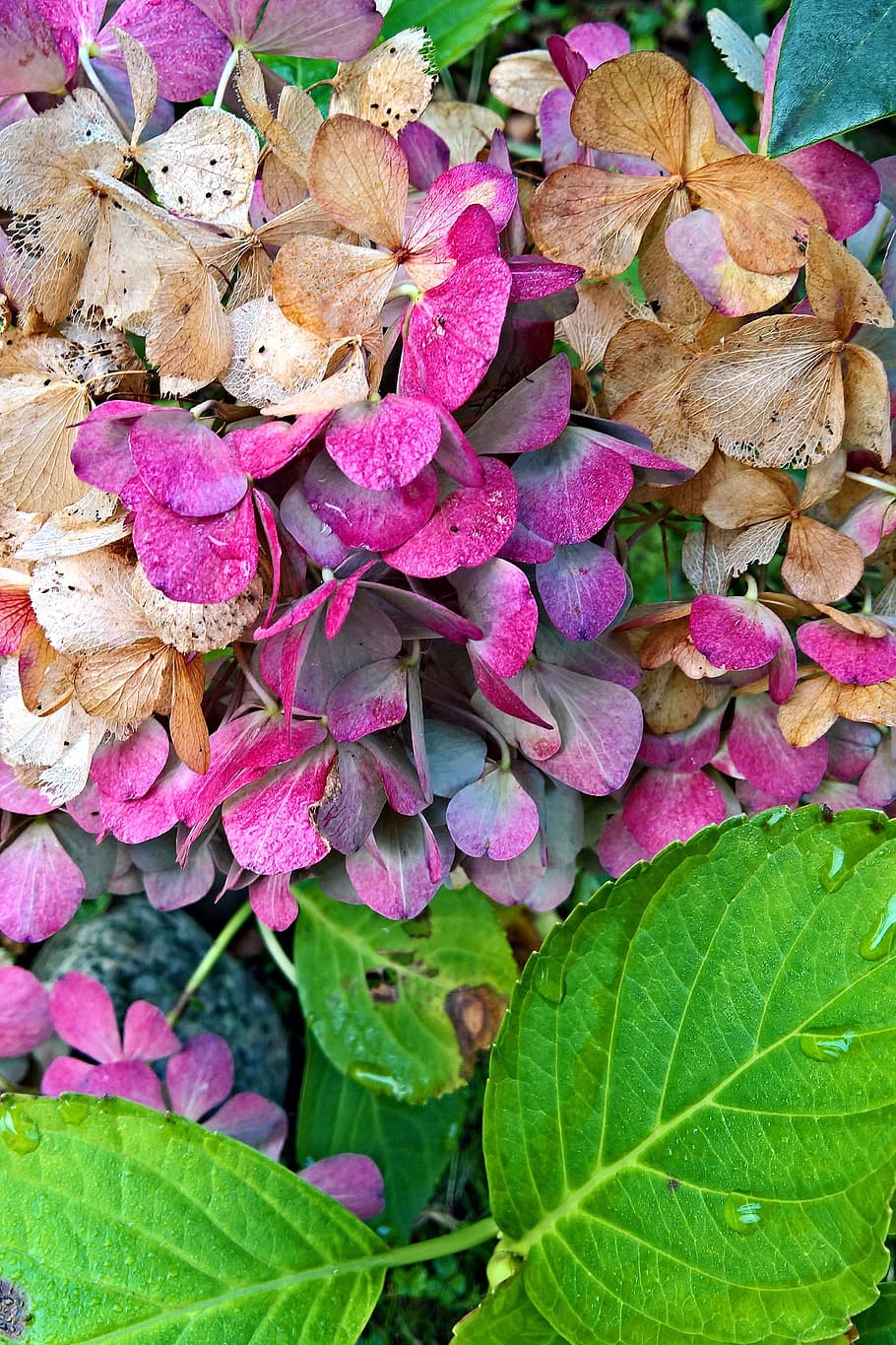 plant, hydrangea, blossom, bloom, autumn, discolored petals HD wallpaper