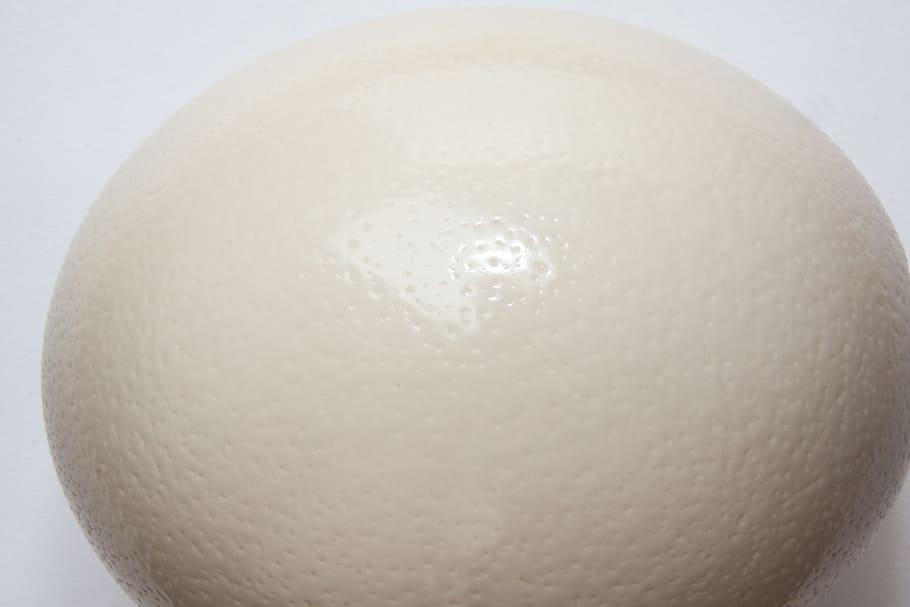 Ostrich, Egg, Structure, Fund, Oval, ostrich egg, white, cream colors HD wallpaper