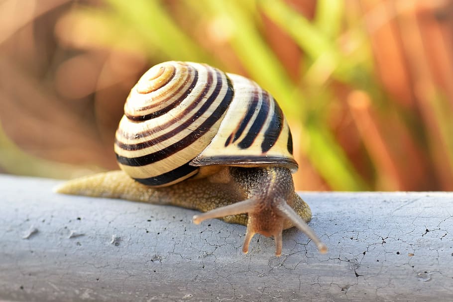 snail, shell, nature, mollusk, close, snail shell, reptile HD wallpaper