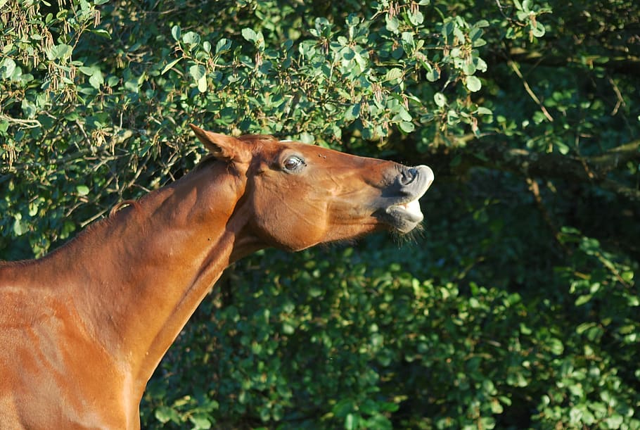 horse, flehmen, dom, animal, mammal, animal themes, one animal HD wallpaper