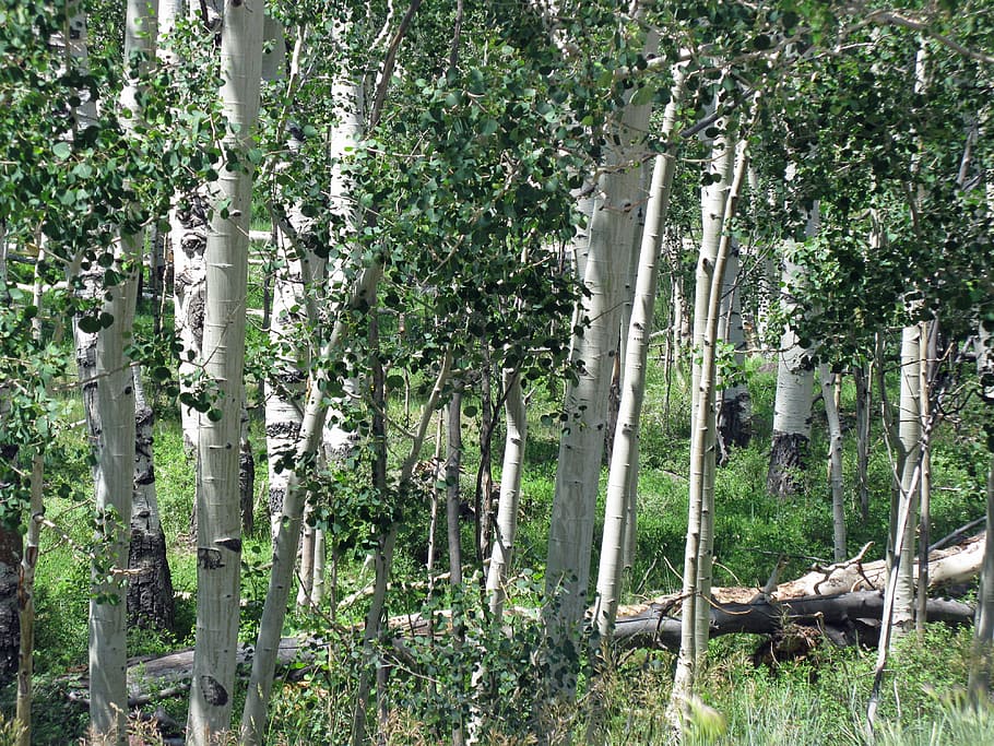 photo of green leafed trees, aspen, birch, forest, summer, grove of trees HD wallpaper