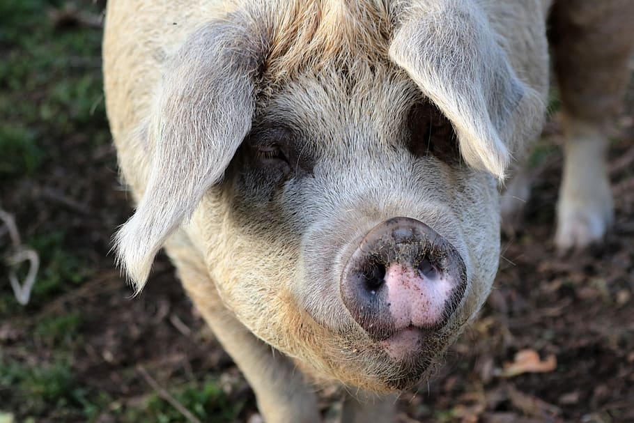 brown pig, Pig, Farm, Pork, Agriculture, Swine, livestock, piglet