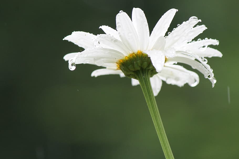rain, daisy, flower, spring, summer, white, green, petals, fresh HD wallpaper