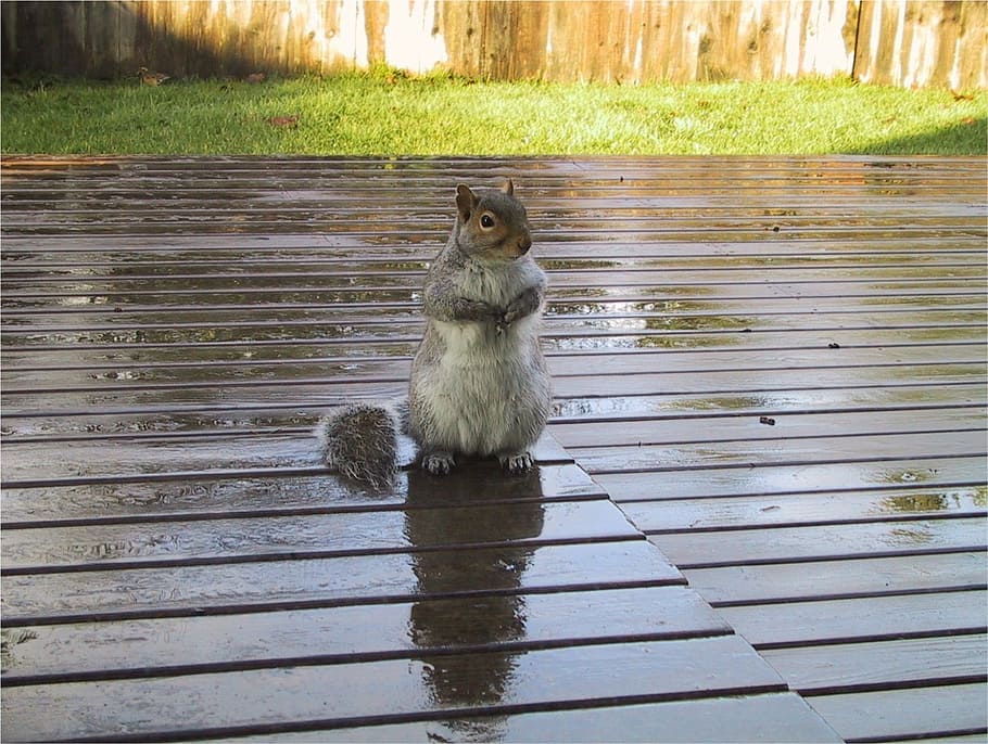squirrel, deck, cute, fur, rodent, furry, posing, resting, wildlife HD wallpaper