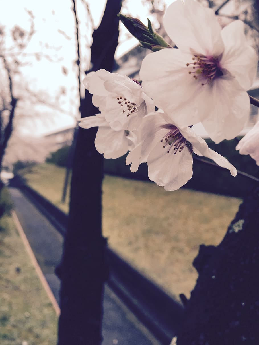 white, spring, cherry blossom, flowering plant, growth, beauty in nature HD wallpaper