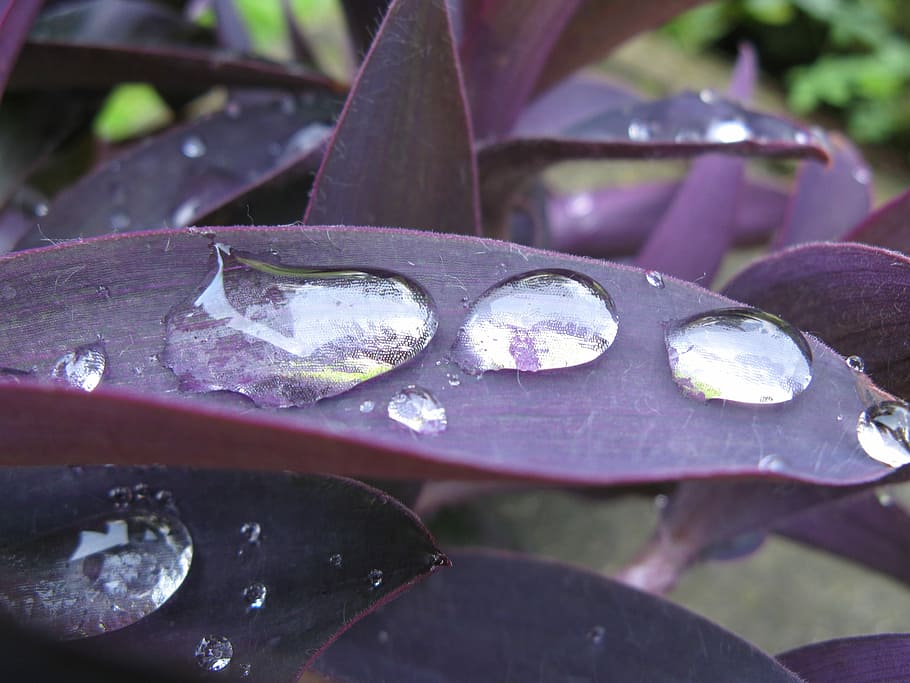 Raindrop, Purple, Leaf, Magnifying, purple leaf, magnifying effect HD wallpaper
