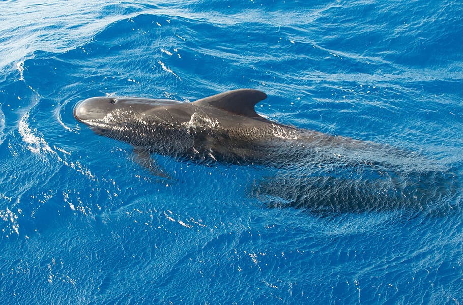 Whale, Pilot, Ocean, Fish, one animal, animal themes, swimming HD wallpaper