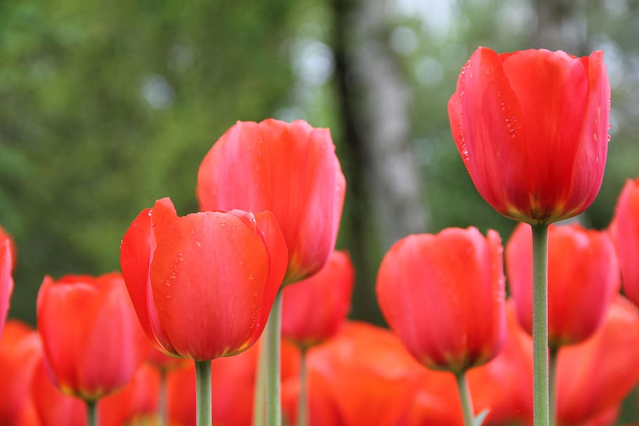 Flowers, Tulips, Spring, nature, plant, springtime, red, beauty In Nature HD wallpaper