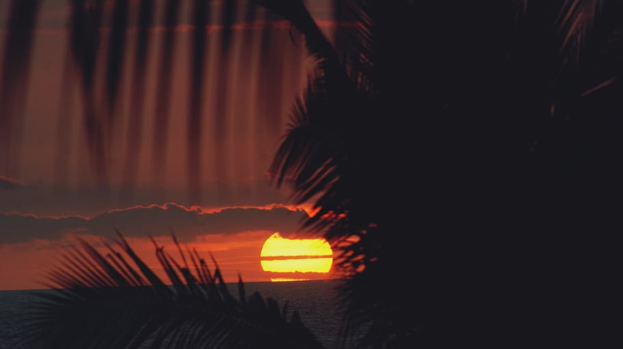 sunset, kona, hawaii, palm, trees, palm trees, island, big, HD wallpaper