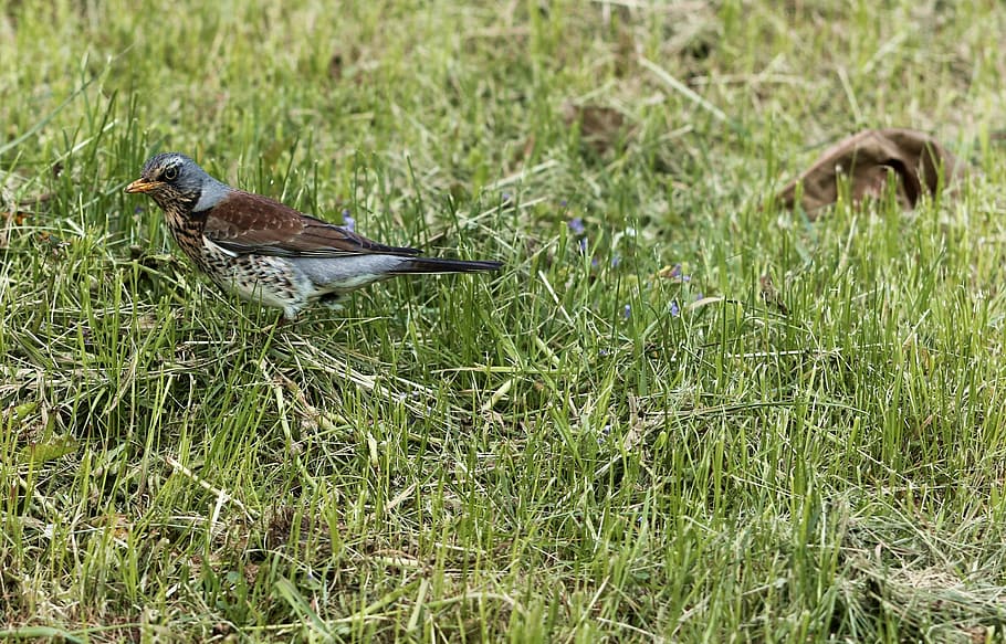 fieldfare, bird, park, spring, square, nature, brown, gray HD wallpaper