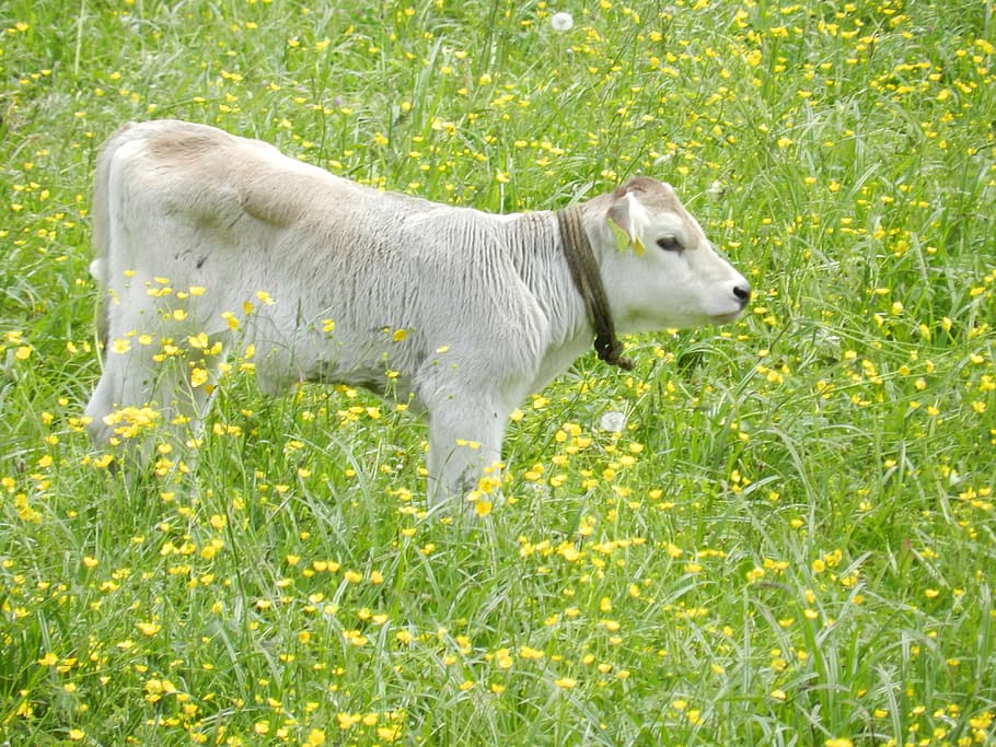 calf, cows, nature, animal, animal themes, mammal, domestic HD wallpaper