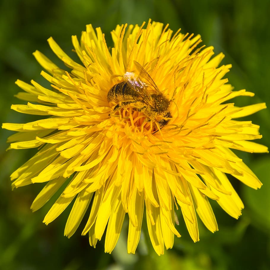 pollen, bee, dandelion, bee pollen, blossom, bloom, pollination HD wallpaper