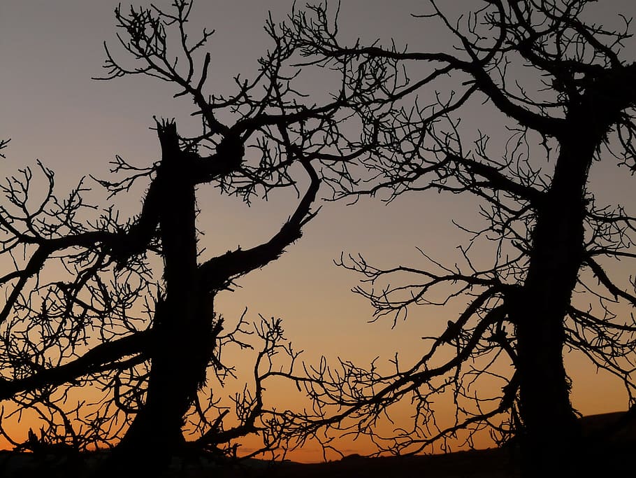 tree, trees, dark, gnarled, branch, branches, romantic, mystical HD wallpaper