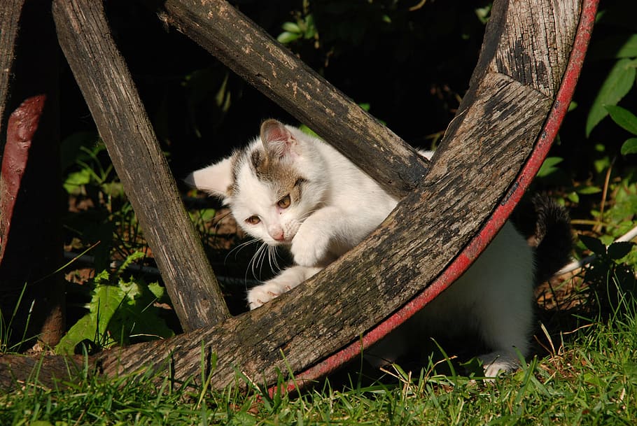 animal, mammal, cat, kitten, white, wheel, play, animal themes HD wallpaper