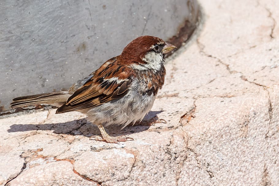 bird, sparrow, foraging, sperling, birds, songbird, food, animal wildlife HD wallpaper