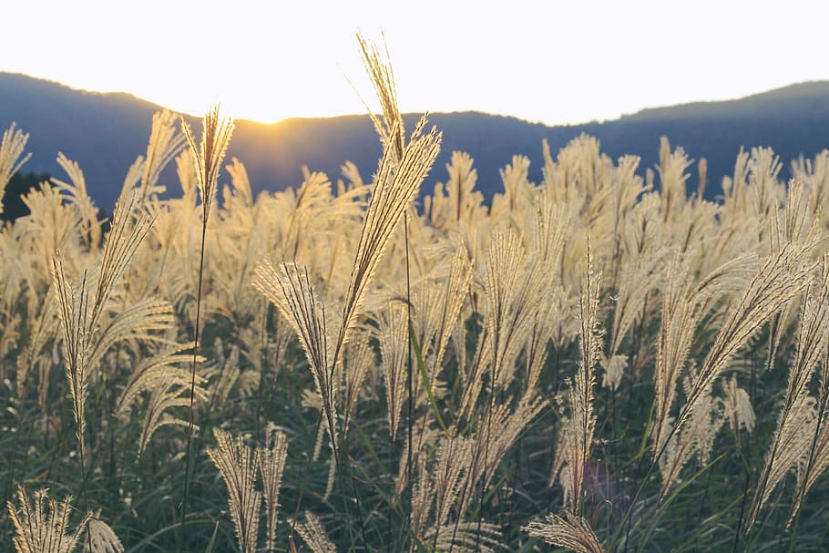 beige wheat field, nature, plant, summer, outdoors, landscape HD wallpaper