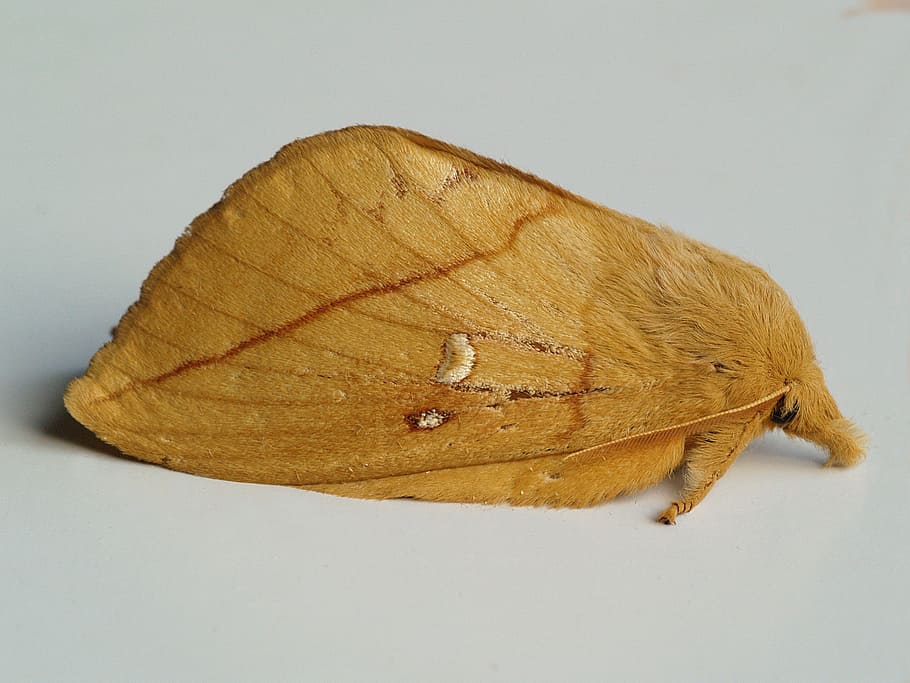 rietvink, moth, bug, studio shot, animal themes, one animal HD wallpaper