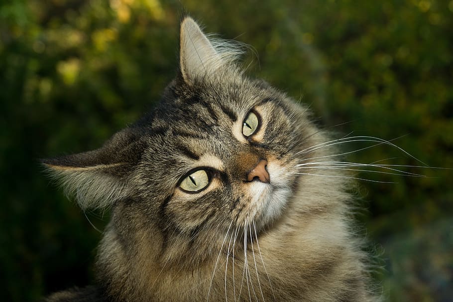 silver tabby cat, norwegian forest cat, sweet, domestic cat, curious