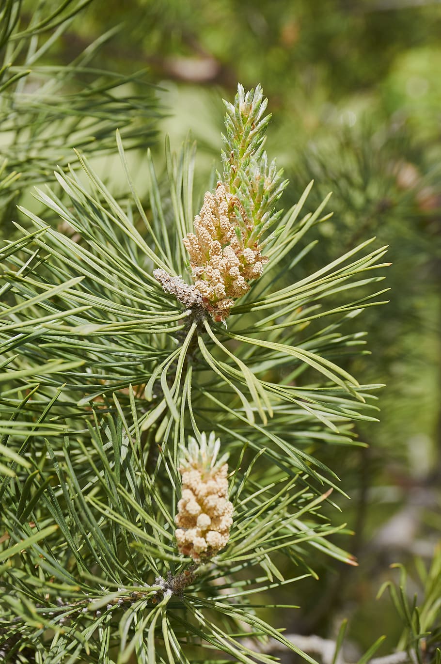 forest, tree, pine cone, coniferous tree, nature, plant, growth HD wallpaper